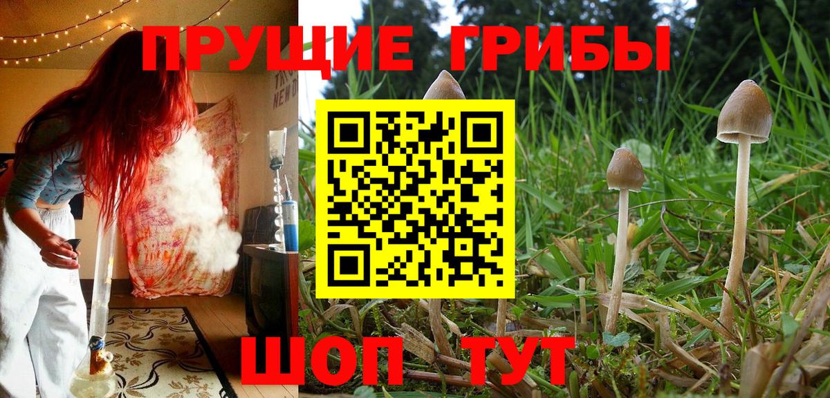 Галлюциногенные грибы Psilocybine cubensis Фурманов